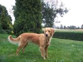 Goldis Twiga