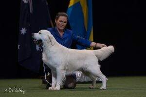 SBIS ABBIS SUPREME CHAMPION Chaleur Hilfiger