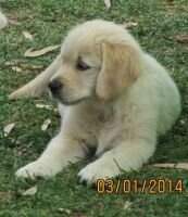 Aust Ch Alnclair Lils Angel