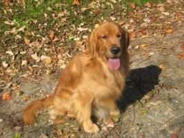 Ambertru's Logan ab McKinley