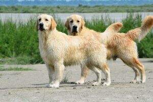 Bessie?s Della For Me