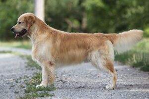 VDH Ch./VDH Inverness Golden Black Jack VDH Ch./VDH Inverness Golden Black Jack
