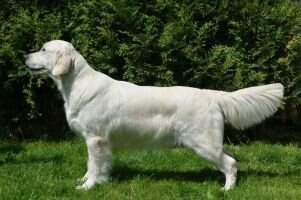 C.I.B. , GrChSK, ChSK, ChPL, ChRO Cinderella of the Famous Family