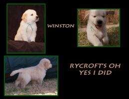 Rycroft's Oh Yes I Did