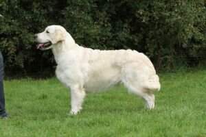 Club (GRC) Golden Sunlight's Polka Dot