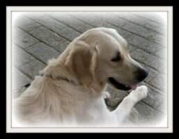Nat JR CH Picture Perfect Golden Holiday