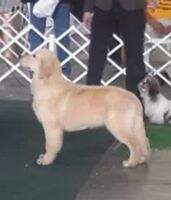 Cachorro Pumba (Cortes)