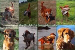 SEVCH Destiny (SE38582/2011)