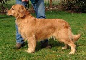 SweetGold Wildfire