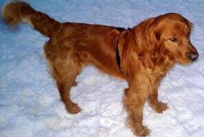Great Lakes' Gunner
