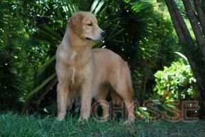 Chasse G Isadora Chasse G Isadora