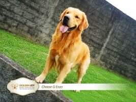 Chasse G Enzo