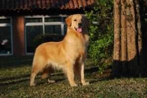 Chasse G Virna