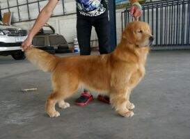 Maximus Latin Goldentrip to Heaven