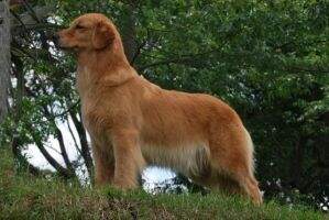 Chasse D Wanda