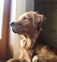 Sir Sambo Suave