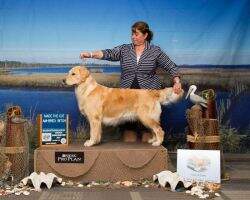 Cayberry's I Choose Love (Newtown-Strong Therapy Dog)