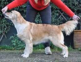 Rip Sel Double Willow Violet In The Wind