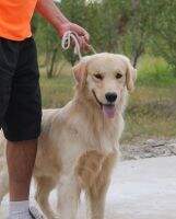 SOCRATES LEON DEL CIELO