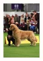 BOSS CH SHR Liberty Lionswatch Forr Score And 7 BN SHU DN TKN BOSS CH SHR Liberty Lionswatch Forr Score And 7 BN SHU DN TKN