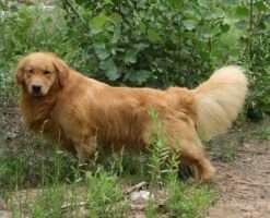 Agold jerry of A Tong Mu Kennel