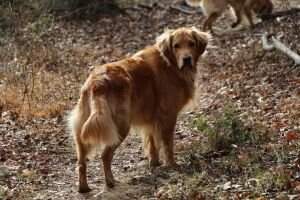 Cody Timberwolf RA CGCA TKN DN