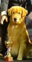 Leongolden Chaos the Wind of Send Leongolden Chaos the Wind of Send