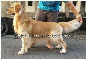 Golden Tierra's Dexter Morgan Golden Tierra's Dexter Morgan