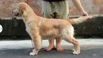 Golden Clamaran's OTZUKA Grace Of Tierra Golden Clamaran's OTZUKA Grace Of Tierra