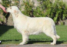 Zampanzar Dream White