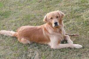 Perkins' Oakley