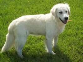 Heartland's Nala Heartland's Nala