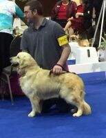 IABCA Nat CH Heartland's Prince Caspian