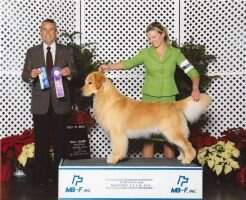GCH/Can Bearabella's Destined To Be A Star GCH/Can Bearabella's Destined To Be A Star