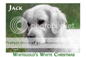 Whitegold's White Christmas Whitegold's White Christmas