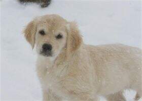 Suncrest Beau Geste Mayflower's Oh Penny Jane