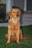 Sunfire's Daisy