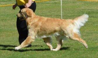 UKC CH IntJR CH NatJR CH Rainbow's Most of Pop's Profit