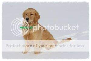 Carolina Gold All Paws On Deck