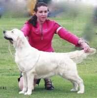 Aust CH Montego Dream A Little Dream Aust CH Montego Dream A Little Dream