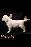 MANDAL HARALD