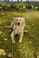 Starr's Jingle Bella Blues BN RI