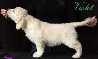 Shadi Sign Of Heaven Kattyval