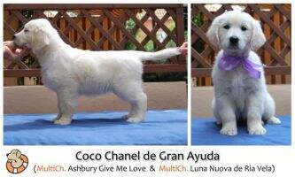 Coco Chanel de Gran Ayuda