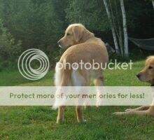 SaltyDogs Celestial Mizzen SaltyDogs Celestial Mizzen