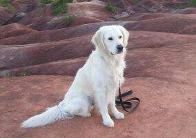 Regalgoldens Angel of Wisdom