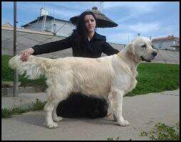 CH, GRAND CH Bartholomew (Windsor Fekete Domino x Didy)