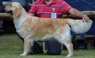 (C.I.B) SA Ch Mochavulin Catcha Star of Craniggan