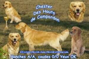 chester Des Hauts De Campardon