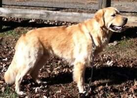 Nat JR CH Reilly's Magnificent Golden Boy